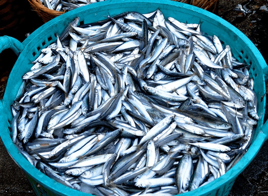 Đặc điểm của cá cơm